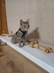 Попона комбинезон после стерилизации операции для кошек и котов Style Pets M фото от покупателей 12