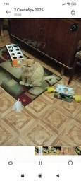Интерактивная игрушка для кошек на присоске с пером и колокольчиком, дразнилка для кота фото от покупателей 1