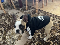 Толстовка для собак Adidog 2XL Синий фото от покупателей 15