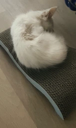 Кігтеточка картонна для кошенят Trixie 38×7×18 см