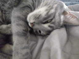 Сухой корм Royal Canin SENSIBLE для взрослых кошек с чувствительным пищеварением 400 г (3182550702263) фото от покупателей 5