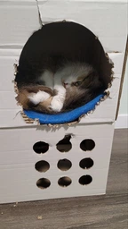 Когтеточка-лежанка для кошек Say Meow Grace гофрокартон, 67х27х24 см (8040190103008) фото от покупателей 8