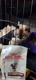 Корм для кошек Royal Canin Gastrointestinal при расстройствах пищеварения, 4 кг фото от покупателей 2