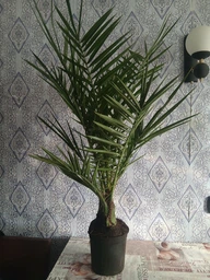 Финик Робелена Phoenix roebelenii