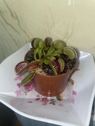 Растение хищник Венерина Мухоловка AlienPlants B52 Dionaea muscipula B52 размер L (SUN0001CP) фото от покупателей 1