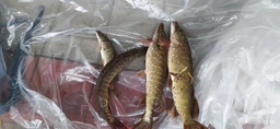 Воблер на щуку JerkBait 110SP /16 грам Col 9 фото от покупателей 1