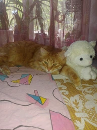 Сухий корм Royal Canin Neutered Satiety Balance для кастрованих та стерилізованих кішок до 7 років 12 кг (3182550799669) (2721120)