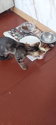 Влажный корм Royal Canin BABYCAT INSTINCTIVE Cans для кошек в период лактации и новорожденных котят (Паштет) 195 г (9003579311660) фото от покупателей 1