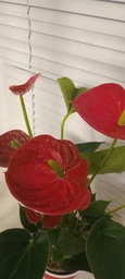 Антуриум Red Bool красный фото от покупателей 5