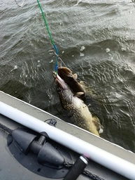 Воблер Yo-Zuri Crystal Minnow Deep Diver Walleye (F) 130 мм CR (R1301-CR) фото от покупателей 1
