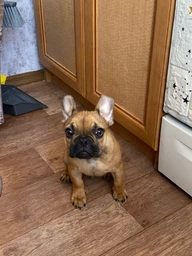 Гипоаллергенный сухой корм для собак средних и малых пород Happy Pet с телятиной 5 кг фото от покупателей 3
