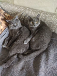 Сухой корм Royal Canin Sterilised 37 - для кастрированных кошек и стерилизованных кошек, 4 кг (2537040) фото от покупателей 7