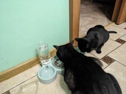 Годівниця 3в1 для тварин зі знімними мисочками Gatto миска для котів та собак з вбудованою поїлкою, 500 мл, білий (101315058)
