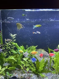 Кисневий USB - компресор для акваріума Aquarium оксигенатор - насос для рибництва, 90 см, чорний (100357938)