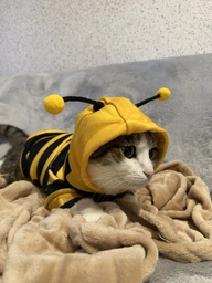 Толстовка для котів (кішок) Бджілка L Жовтий фото від покупців 1