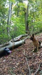 Палки для похода горные Eagle Rock TREK0312 (оранж) Туристические палки для хайкинга треккинга бэкпекинга регулируемые фото от покупателей 6