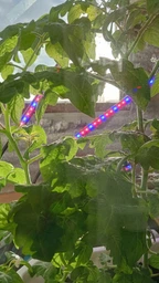 Фитолампа USB для роста растений на 3 лампы, светодиодная LED фито лампа на прищепке светильник для комнатных цветов и рассады фото от покупателей 14