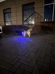 Фонарик для собак и кошек WAUDOG LED в силиконовом чехле, светящийся USB диаметр 37 мм (8882Collar) фото от покупателей 6