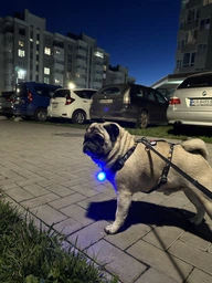 Фонарик для собак и кошек WAUDOG LED в силиконовом чехле, светящийся USB диаметр 37 мм (8882Collar) фото от покупателей 5