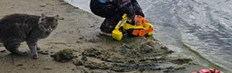 Транспортний засіб Spin Master Paw Patrol Rubble & Crew Bark Yard Deluxe Bulldozer (778988496275)