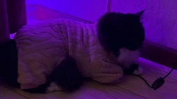 Костюм для котов (кошек) флисовый Нордик M Голубой фото от покупателей 3