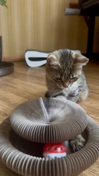 Гофрированая когтеточка лежанка для кота, картонная игрушка круглая, с мячиком, 24х10 см 1006254201 фото от покупателей 12
