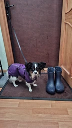 Женские резиновые сапоги низкие Crocs Classic Rain Boot 208363-001 37-38 (M5/W7) 23 см Black (196265279685)