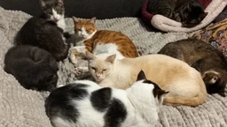 Сухой корм для взрослых кошек Club 4 Paws (Клуб 4 Лапы) Премиум. С Телятиной 14 кг фото от покупателей 4