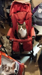 Сухой корм для взрослых кошек Club 4 Paws (Клуб 4 Лапы) Премиум. С Телятиной 14 кг фото от покупателей 3