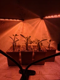 Светодиодная настольная фитолампа 2 LED светильника на управлении со сменой цвета и таймером фото от покупателей 1
