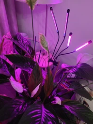 Фитолампа светодиодная LED лампа для роста растений на прищепке фитосветильник на 4 лампы для комнатных цветов рассады орхидей фито лампа фото от покупателей 4