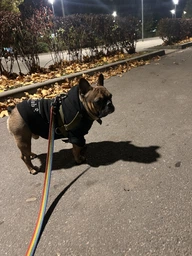 Худи для собак DogClub Brand L Black