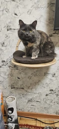 Лежак настенный, деревянная полочка для кота