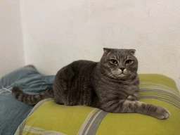 Розумний автоматичний лоток для котів iHunt Smart Cat Litter V1 з самоочищенням і фільтрацією запахів фото від покупців 6