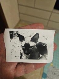 Фотоаппарат детский цифровой камера для мгновенной печати с термопечатью видеокамера фотик с минипринтером быстрой распечаткой Full HD 1080p с селфи камерой MP3 плеером экраном 2.4 USB microSD 16 Гб аккумуляторный портативный для детей Swan Babyр озовый фото от покупателей 11