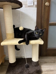 Когтеточка для кота дряпка Мур-Мяу Аккорд 44х30х87 см для кошек в сизалевой веревке Серо-синий фото от покупателей 9
