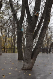 Canon RF 50mm f/1.8 STM (4515C005) фото от покупателей 10