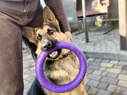 Игрушка для собак Collar Тренировочный снаряд Puller Standard 28 см (6490)