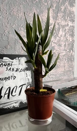 Растение в горшке Юкка Yucca фото от покупателей 3