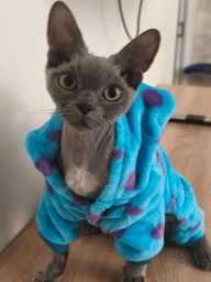 Костюм для котів (кішок) флісовий Саллі L Блакитний фото від покупців 1