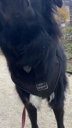 Шлея для собак безопасная Collar WAUDOG Nylon c QR паспортом, металлическая пряжка-фастекс, M, Ш 20 мм, А 45-70 см, В 60-80 см (52499) фото от покупателей 1