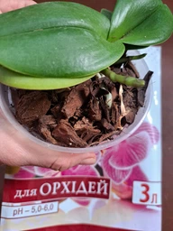 Субстрат кора пінії для орхідей Royal Mix 3 л фото від покупців 10