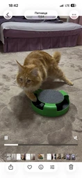 Интерактивная игрушка с когтеточкой KRN для кошек кота, мышка в ловушке, Поймай мышь фото от покупателей 1