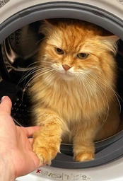 Сухий корм для кішок Purina Cat Chow Hairball проти утворення волосяних кульок 1.5 кг (5997204514486)