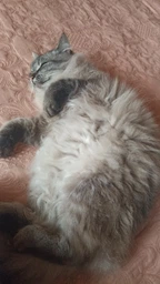 Сухой корм для кошек Purina Friskies Indoor с курицей и овощами 1.5 кг (7613031341887) фото от покупателей 2