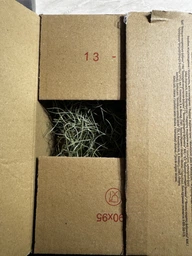 Тиландсия атмосферная уснеподобная (Tillandsia usneoides), Луизианский мох фото от покупателей 10