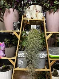 Тиландсия атмосферная уснеподобная (Tillandsia usneoides), Луизианский мох фото от покупателей 7