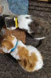 AnimAll VetLine Wicker - Нашийник протипаразитарний Вікер для собак і котів від бліх і кліщів 35 см, білий