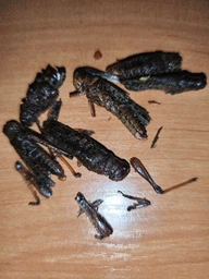 Коники - смажені та гострі пряні снеки комах 30g | Latiao Insects фото від покупців 3