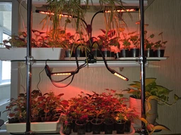 Фитолампа светодиодная LED Plant Grow Light на 4 лампы для роста растений на прищепке фитосветильник для комнатных цветов, рассады фото от покупателей 14